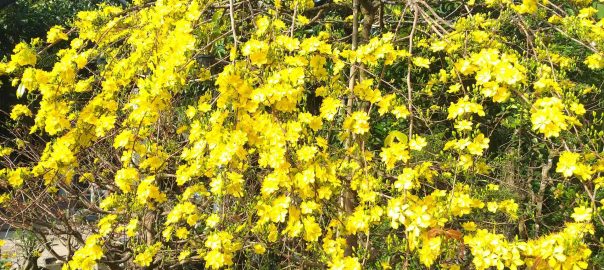 IMG_20250129_083757